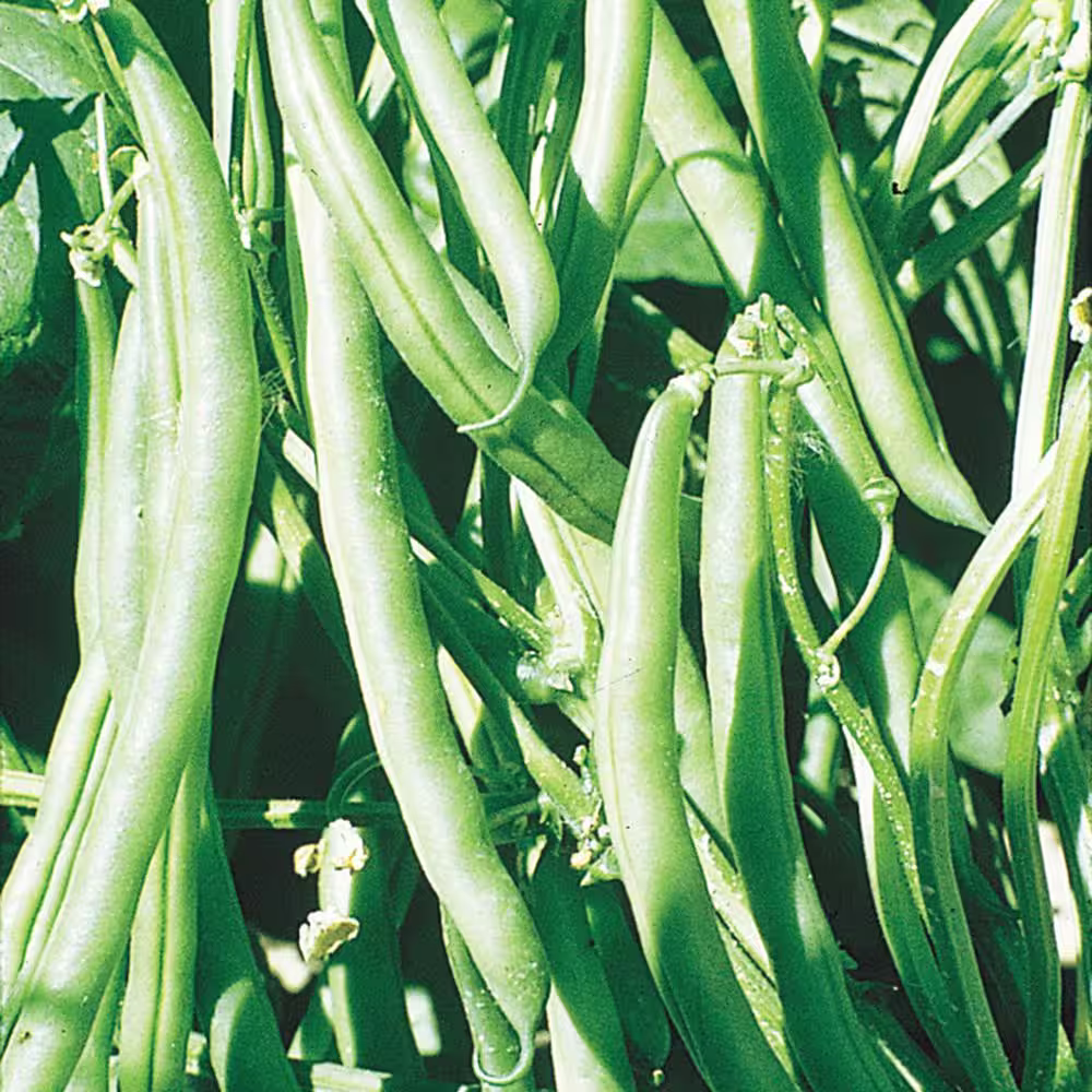 Gurney's 0.5 lb. Pole Bean Kentucky Blue (Seed Packet)