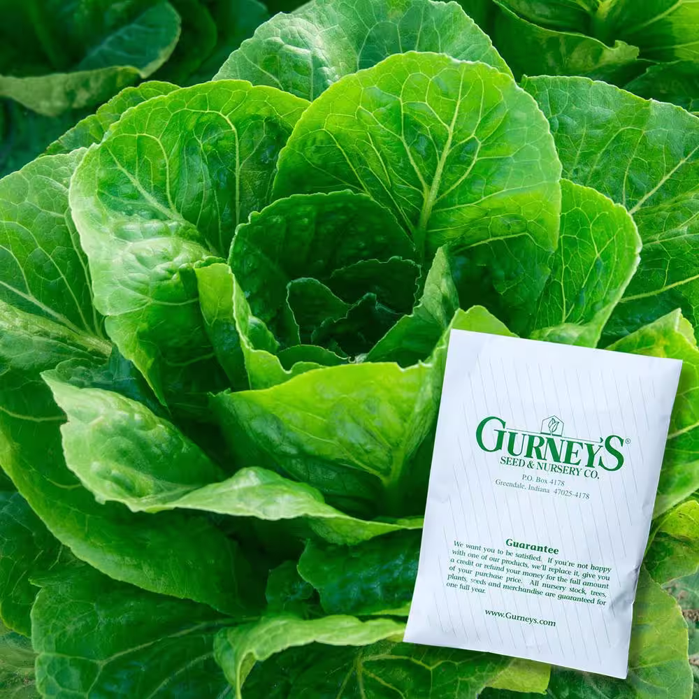 Gurney's Lettuce Romaine (0.50 oz. Seed Packet)