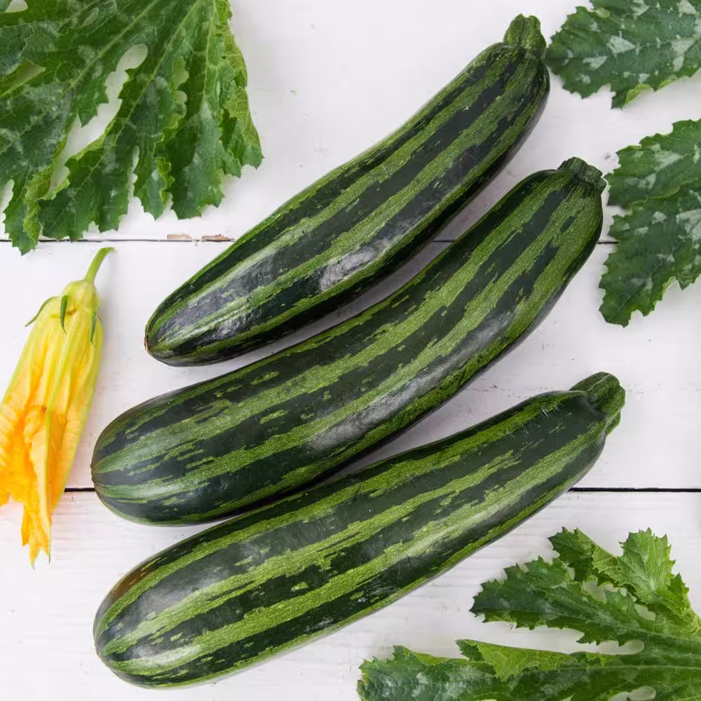Gurney's Summer Squash Green Tiger Hybrid Vegetable Seeds (25 Seed Packet)