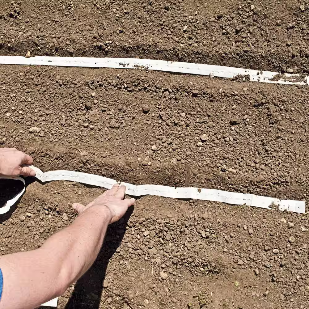 Gurney's Beet Red Cloud Hybrid Seed Tape, Includes 2 Seed Tapes Each 7.50 ft. L