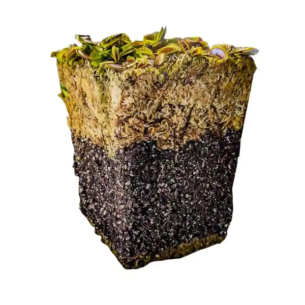 None Carnivorous Plant Soil - Sphagnum Peat Moss Perlite Mix 1:1 Ratio - For Venus Fly Traps, Sundews, and Pitcher Plants
