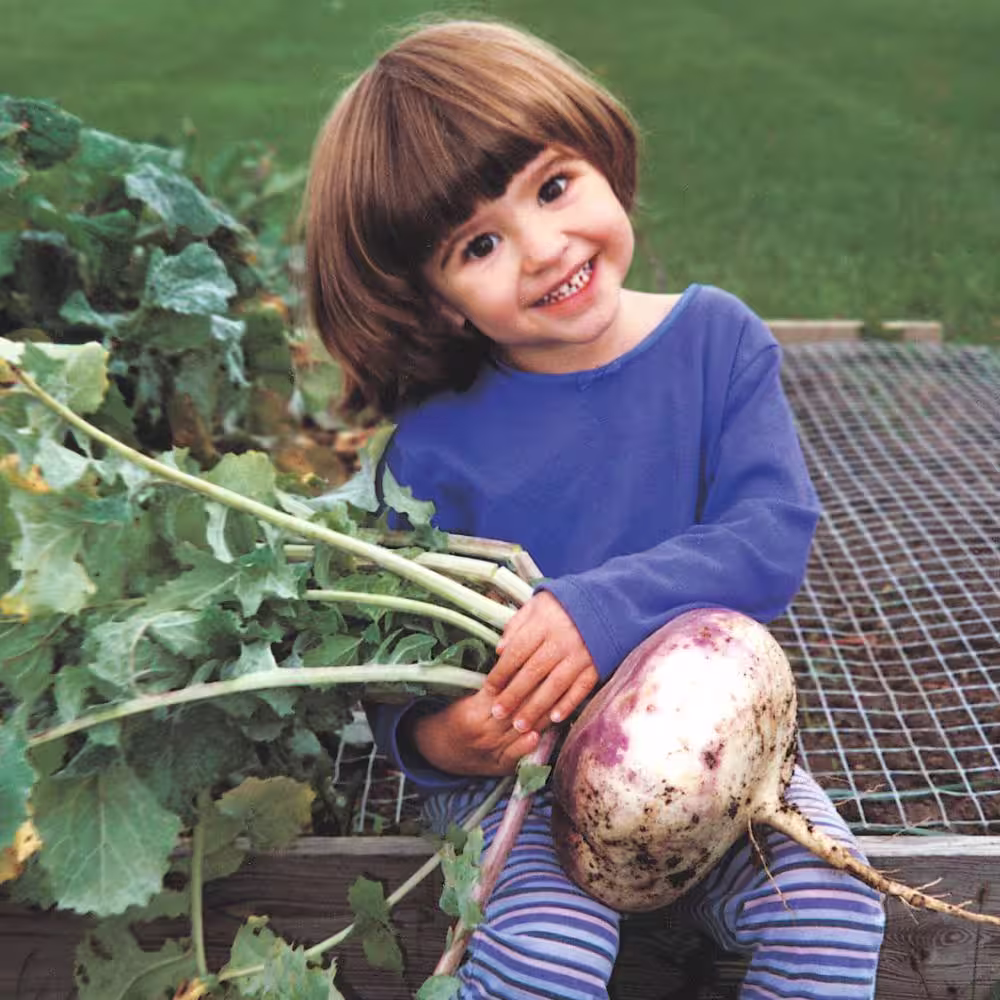 Gurney's Turnip Purple Top White Globe 15 ft. Seed Tape