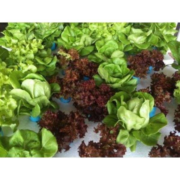 Riverstone 128 Plugs Hydroponic Seeding Tray (2-Pack)