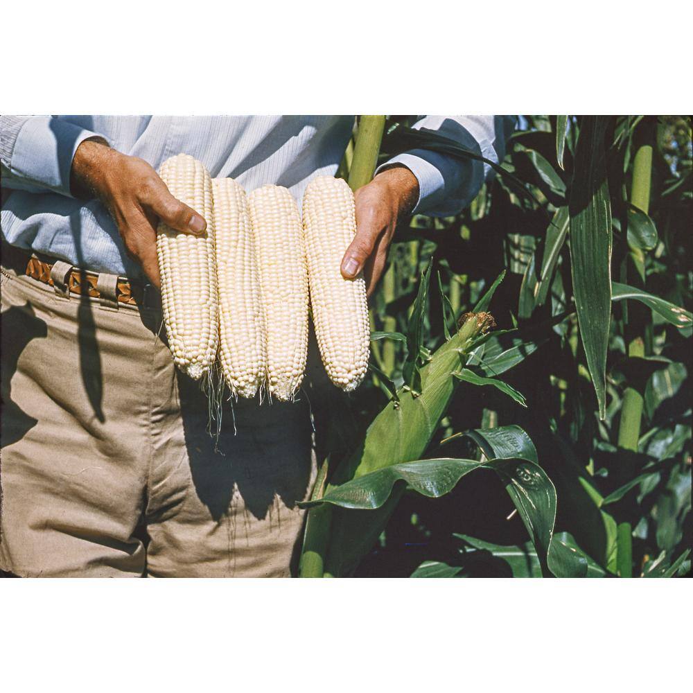 Gurney's 0.50 lb. Sweet Corn Silver Queen Hybrid (Seed Packet)