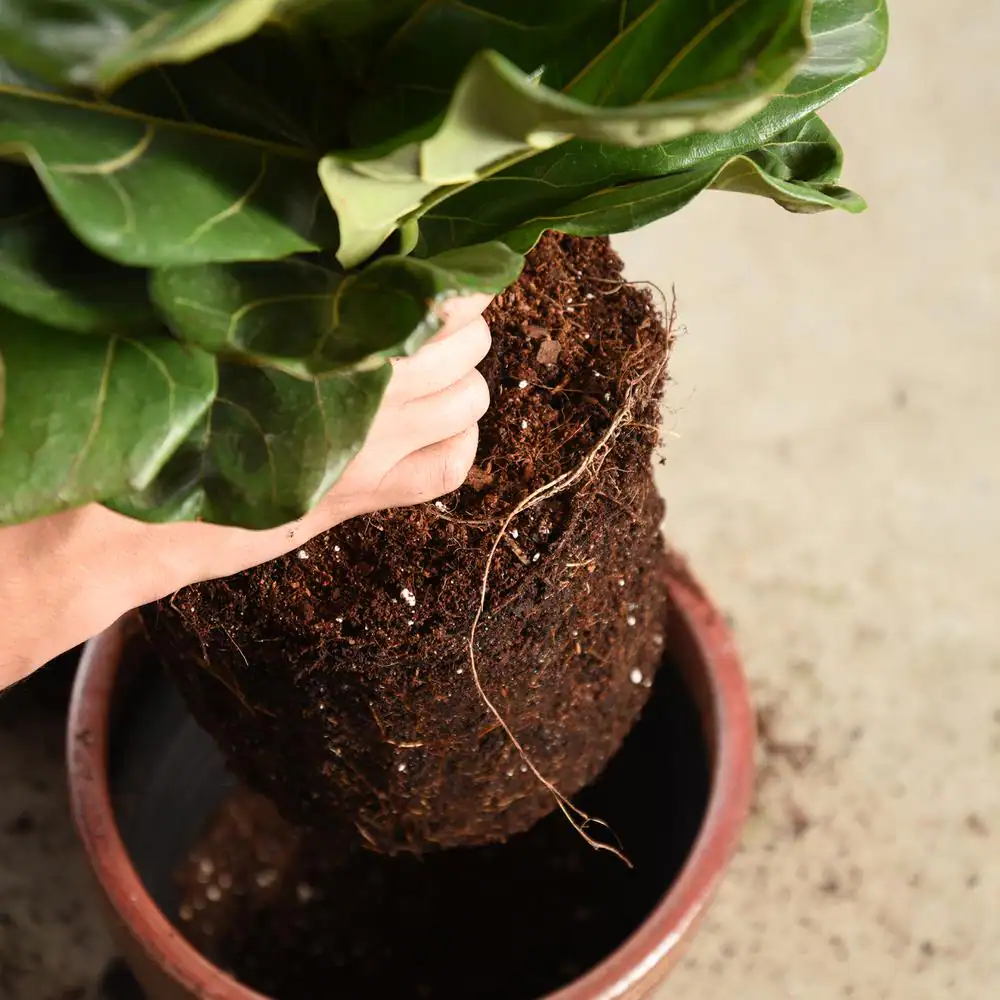 Perfect Plants 8 Qt. Fiddle Leaf Fig Soil Mix - Professional Blend For All Ficus Varieties
