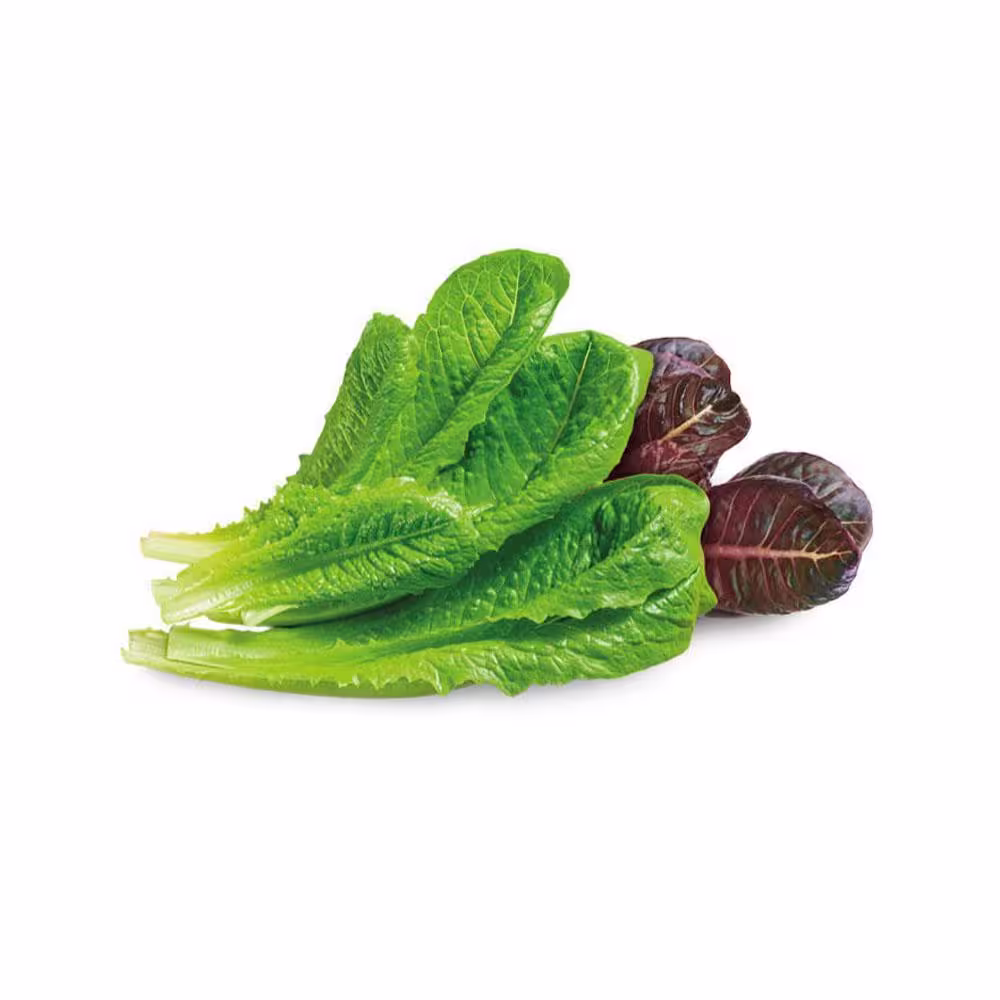 aspara Capsule Seed Kit - Romaine