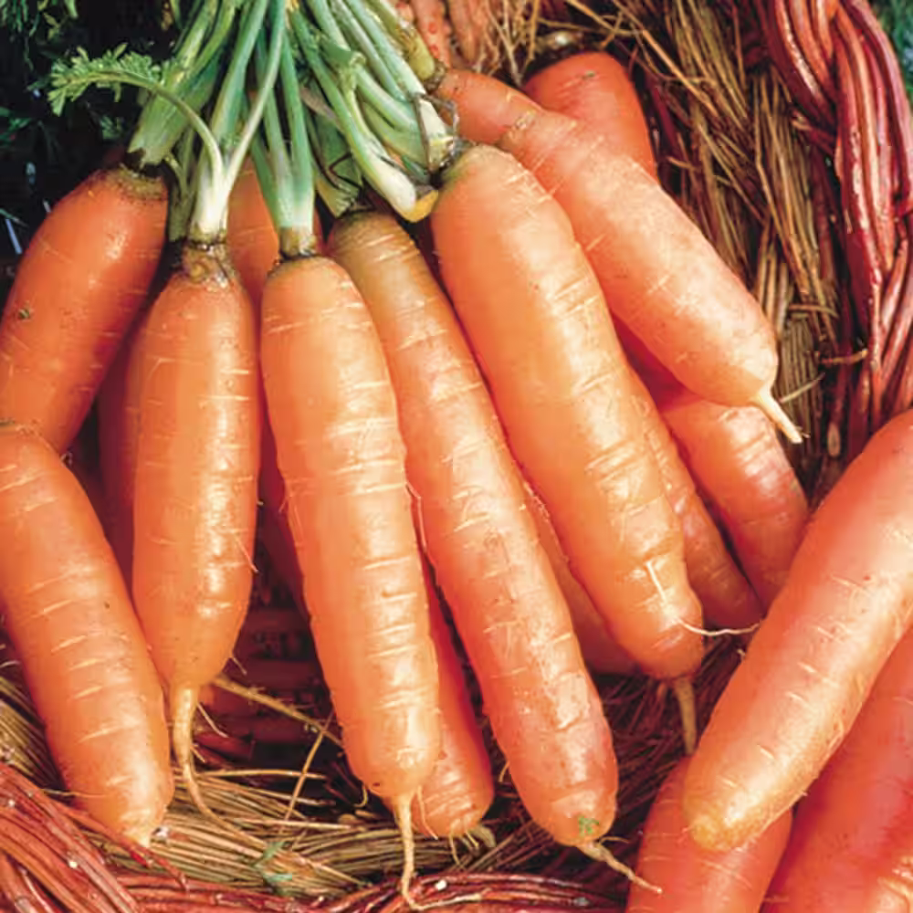 Gurney's Carrot Scarlet Nantes 15 ft. Seed Tape