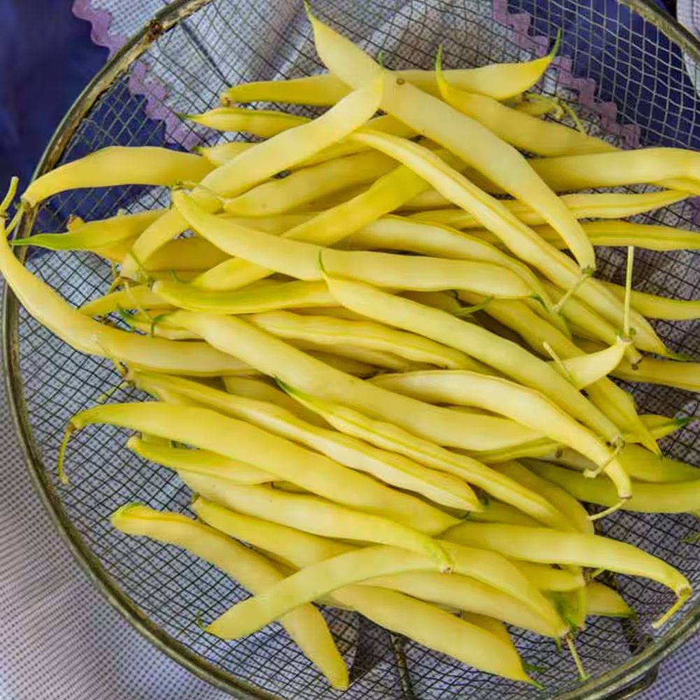 Gurney's 0.5 lb. Bush Bean Improved Golden Wax (Seed Packet)