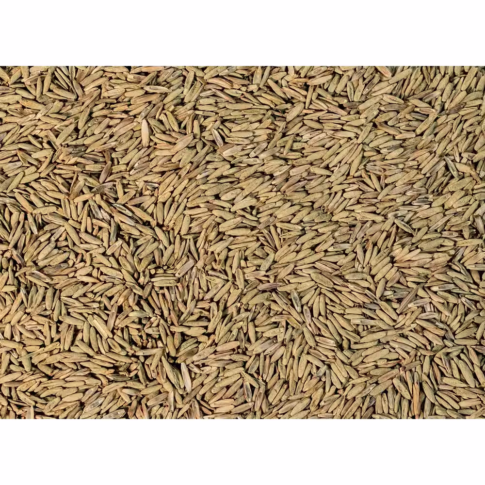 JB 25 lbs. Perennial Ryegrass Lawn Seed