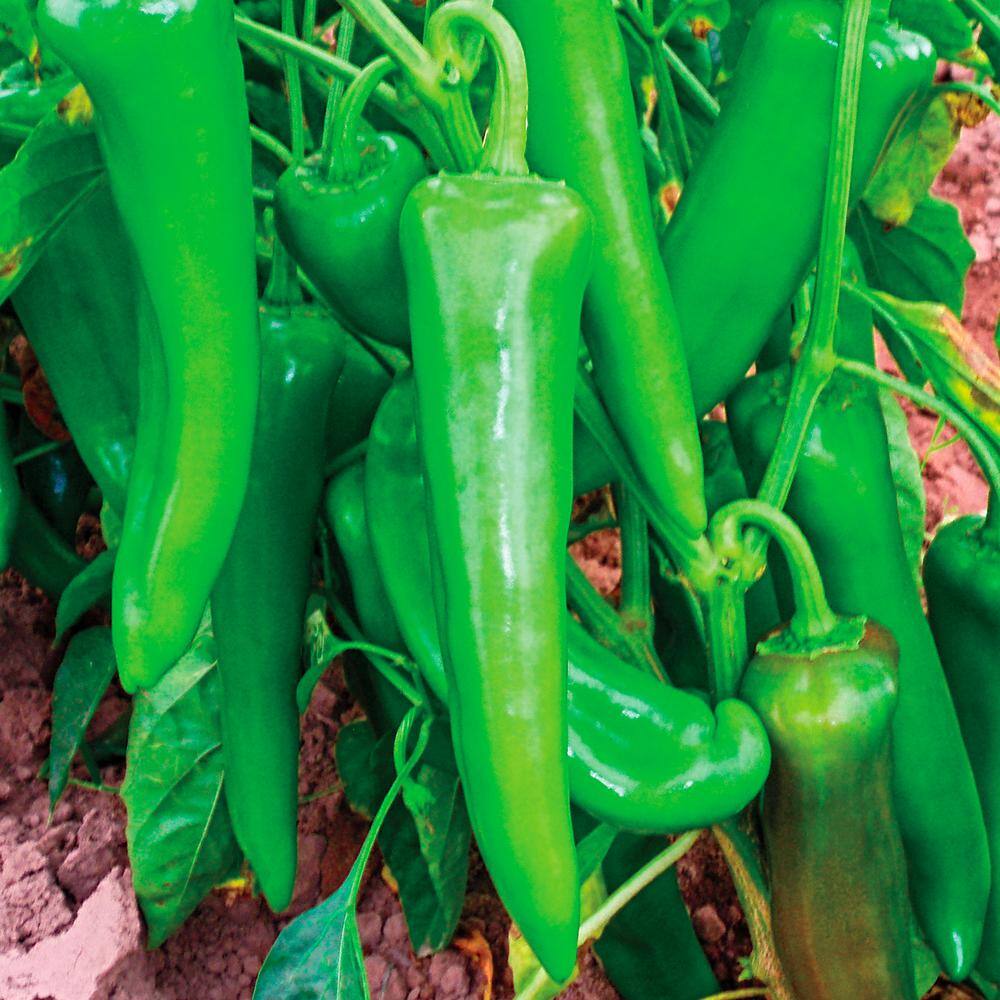 Gurney's Hot Pepper Anaheim 118 Hybrid Seed (15-Pack)