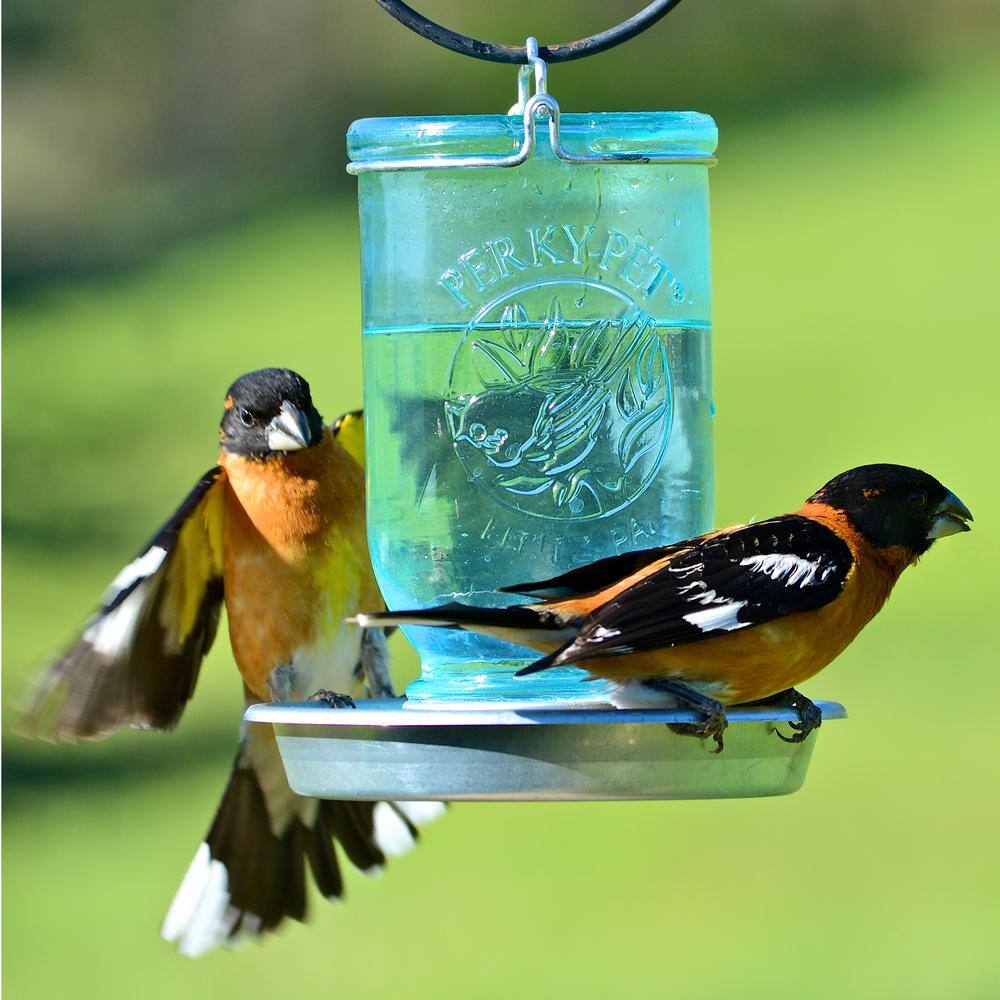 Perky-Pet Blue Mason Jar Decorative Glass Bird Waterer - 32 oz. Capacity