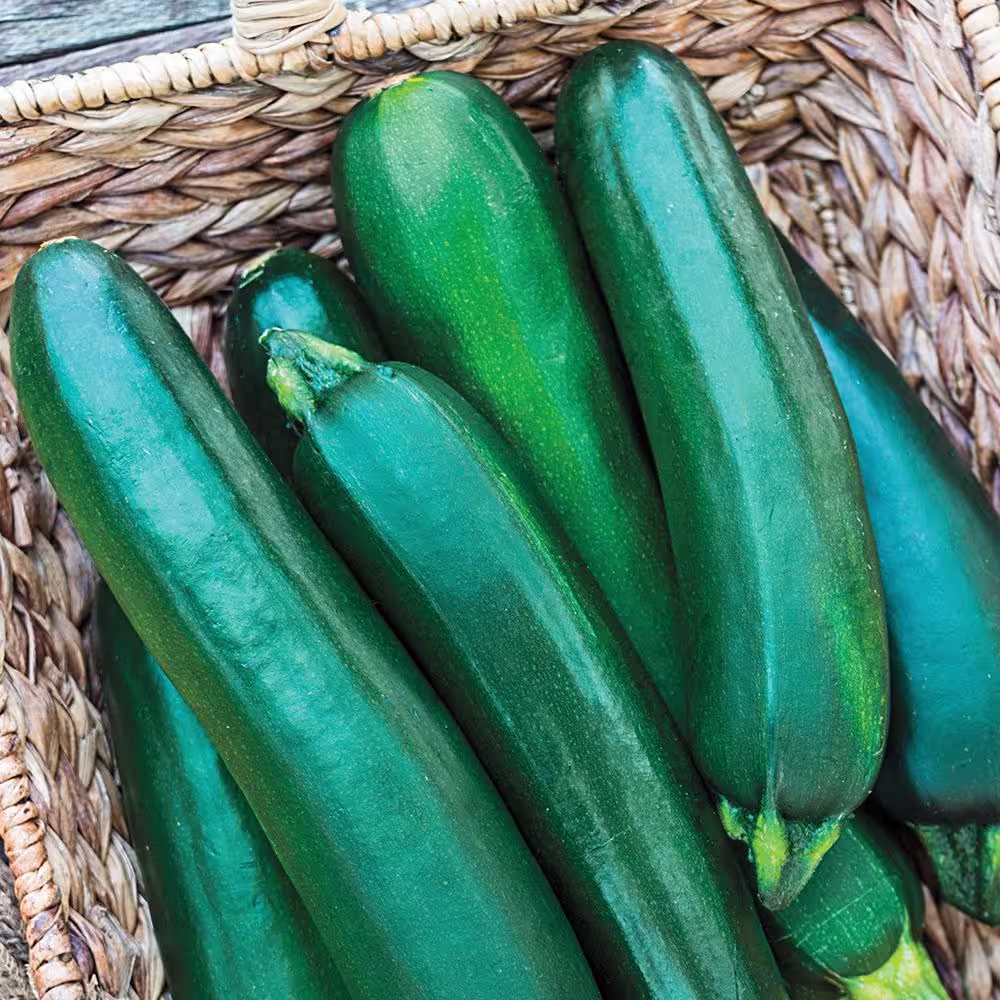 Gurney's Squash Summer Improved Zucchini Hybrid (20 Seed Packet)