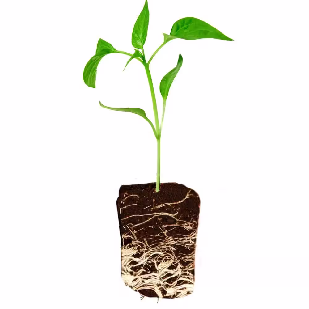 Viagrow Super Plugs Seed Starter Plug (1400 per Case)