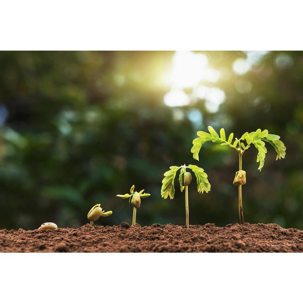 Readi Soil 8 Qt. 100% Organic Worm Castings Flowering Blend