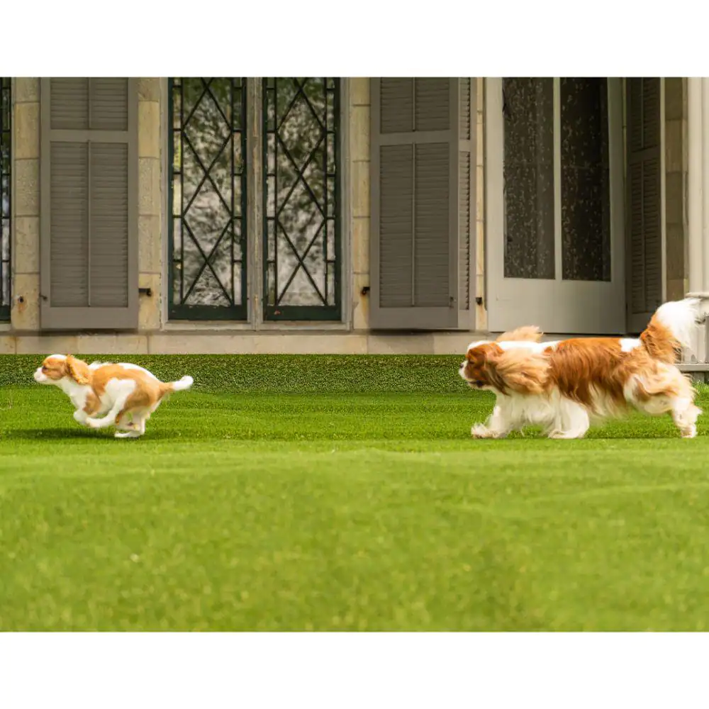 Lifeproof with Petproof Technology Premium Pet Turf 12 ft. Wide x Cut to Length Green Artificial Grass Turf