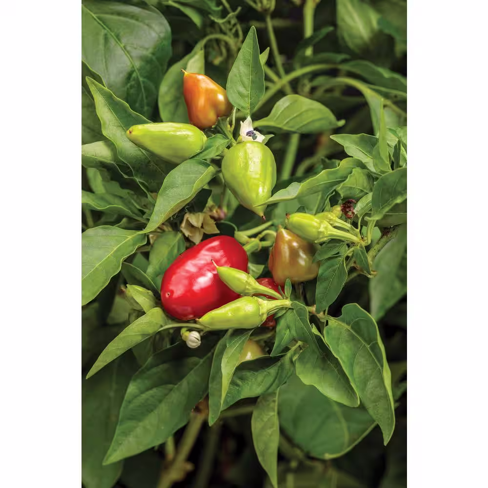 PROVEN WINNERS 15-Count Seeds Fire Away Hot and Heavy - Hot Pepper (Capsicum)
