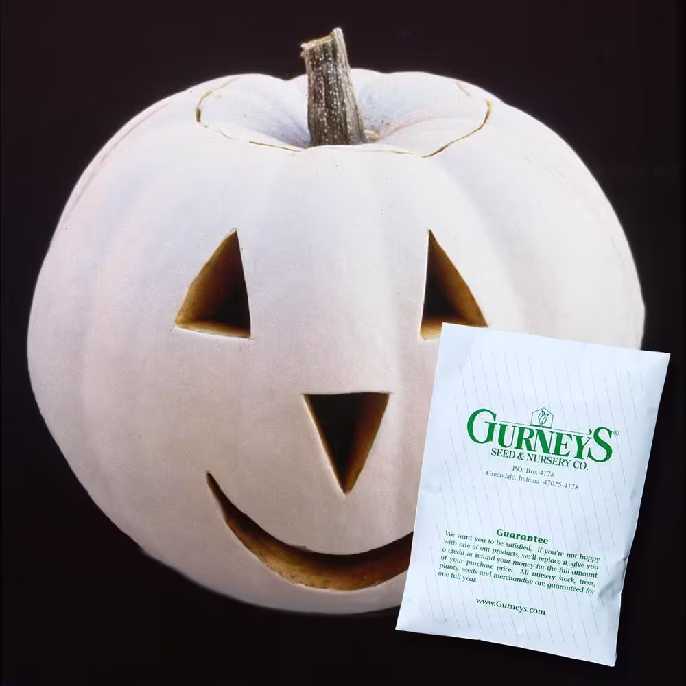 Gurney's Pumpkin Lumina (15 Seed Packet)