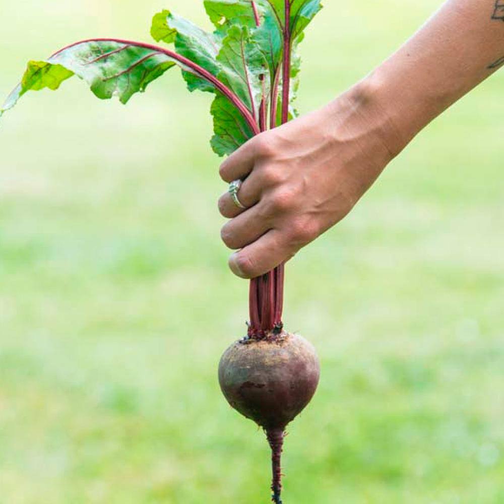 Gurney's Beet Red Titan Hybrid Seed (200-Pack)
