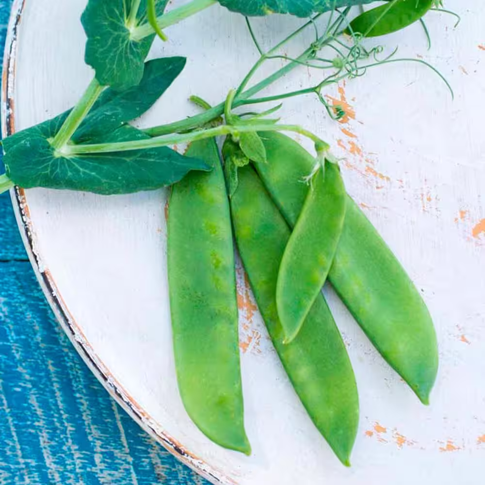 Gurney's 0.50 lb. Snow Pea Avalanche (Seed Packet)