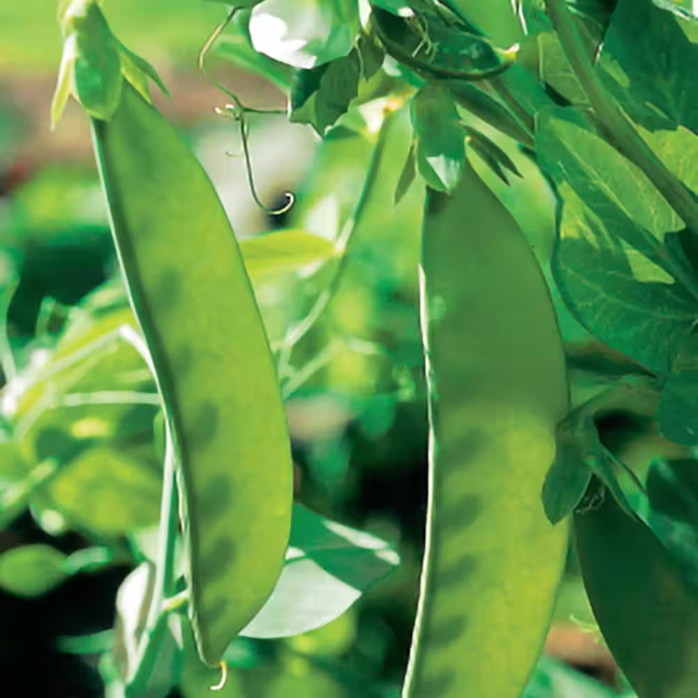 Gurney's 0.50 lb. Snow Pea Oregon Sugar Pod II (Seed Packet)