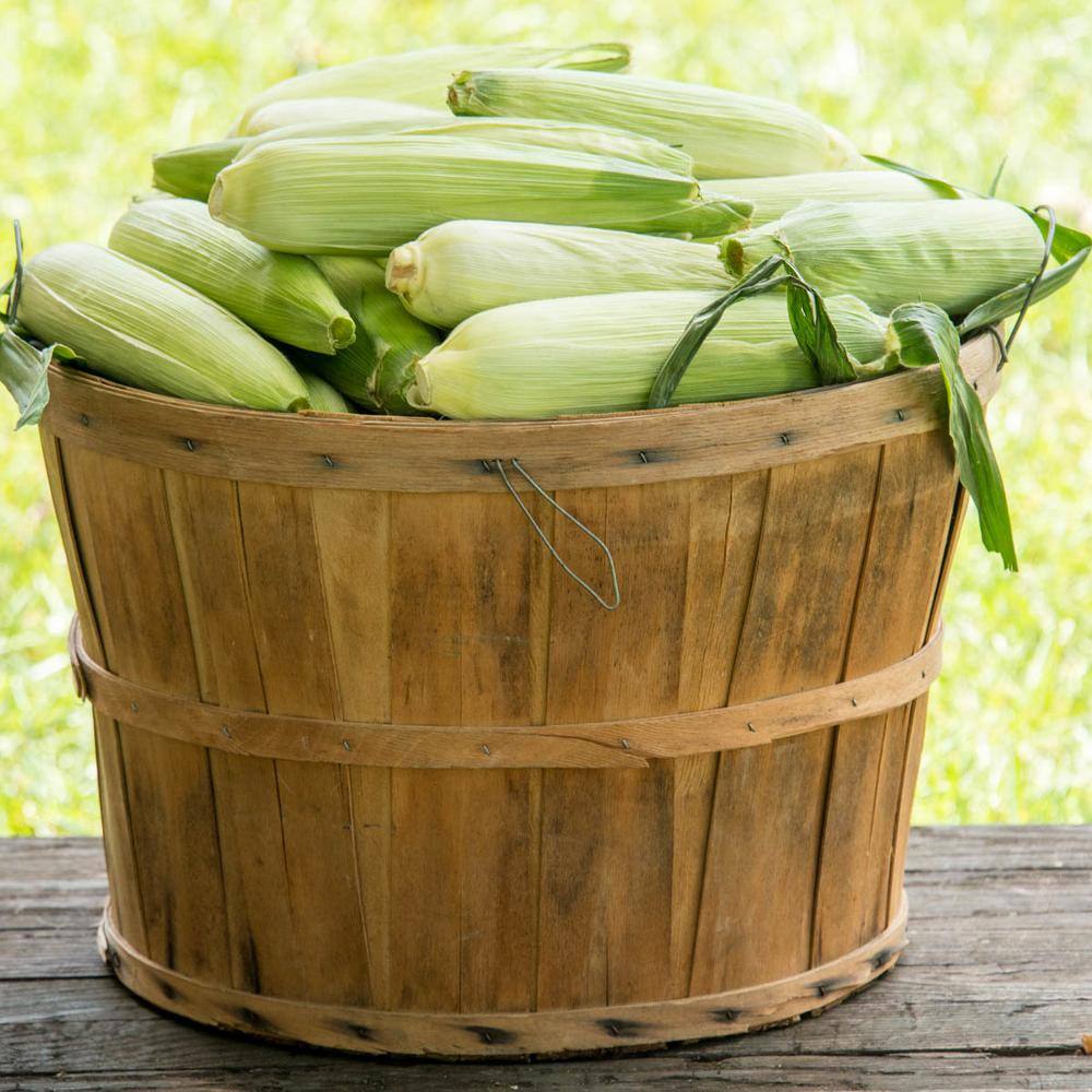 Gurney's Sweet Corn Simply Irresistible Vegetable Seed (200 Seed Packet)