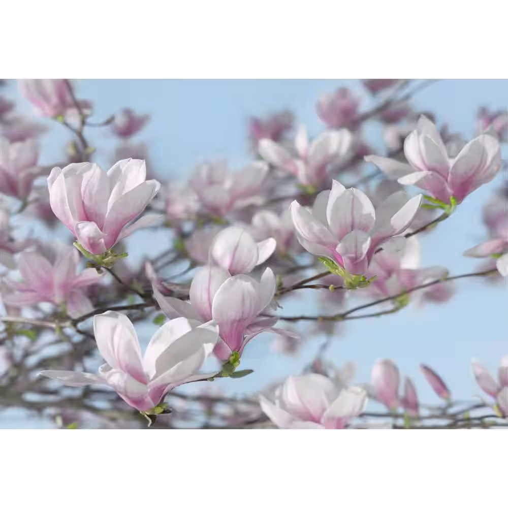 Komar 100 in. x 145 in. Magnolia Wall Mural