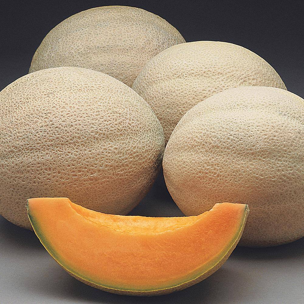 Gurney's Cantaloupe Athena Hybrid (25 Seed Packet)