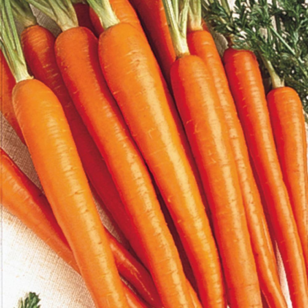 Gurney's Carrot Tendersweet 15 ft. Seed Tape