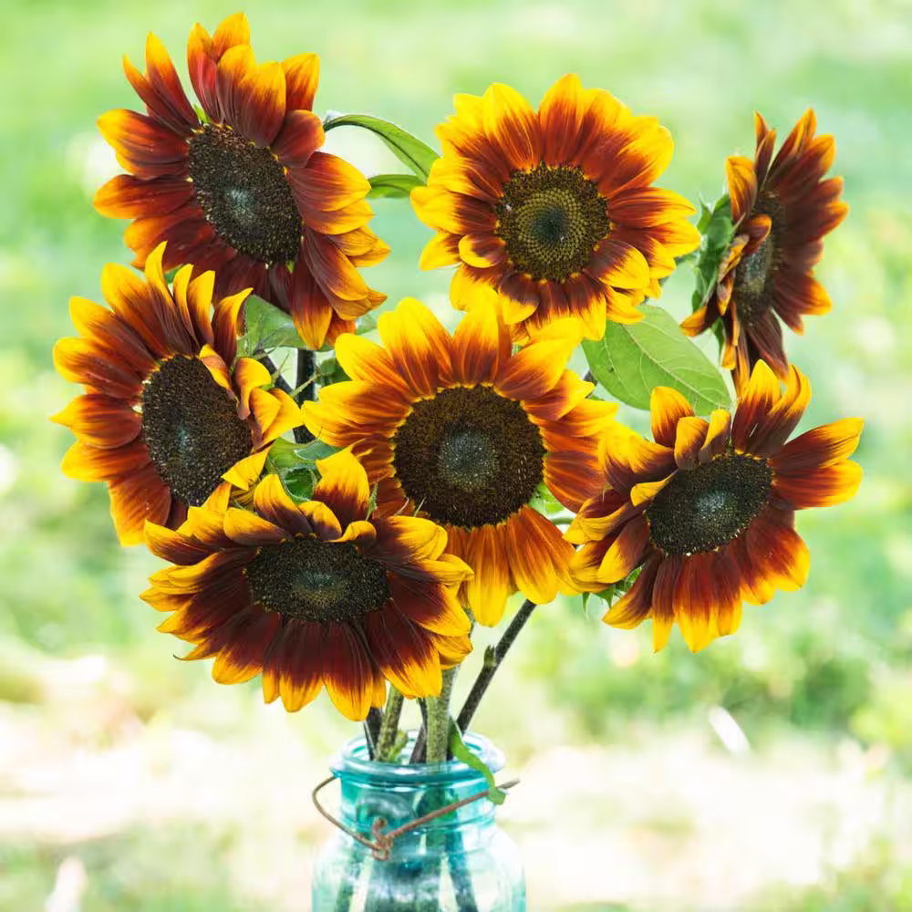 Gurney's Ruby Passion Sunflower Seeds (15 Seed Packet)