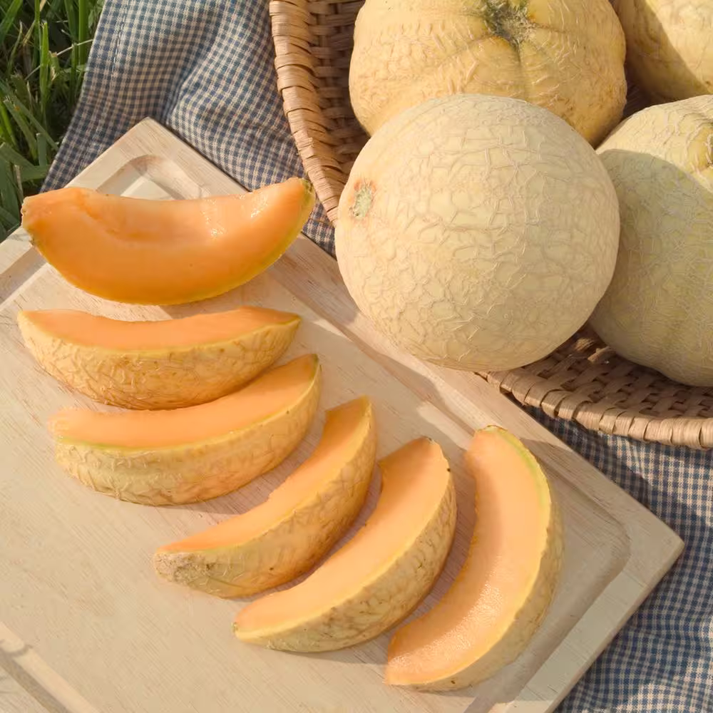 Gurney's Cantaloupe Li'l Sweet Improved Hybrid (20 Seed Packet)