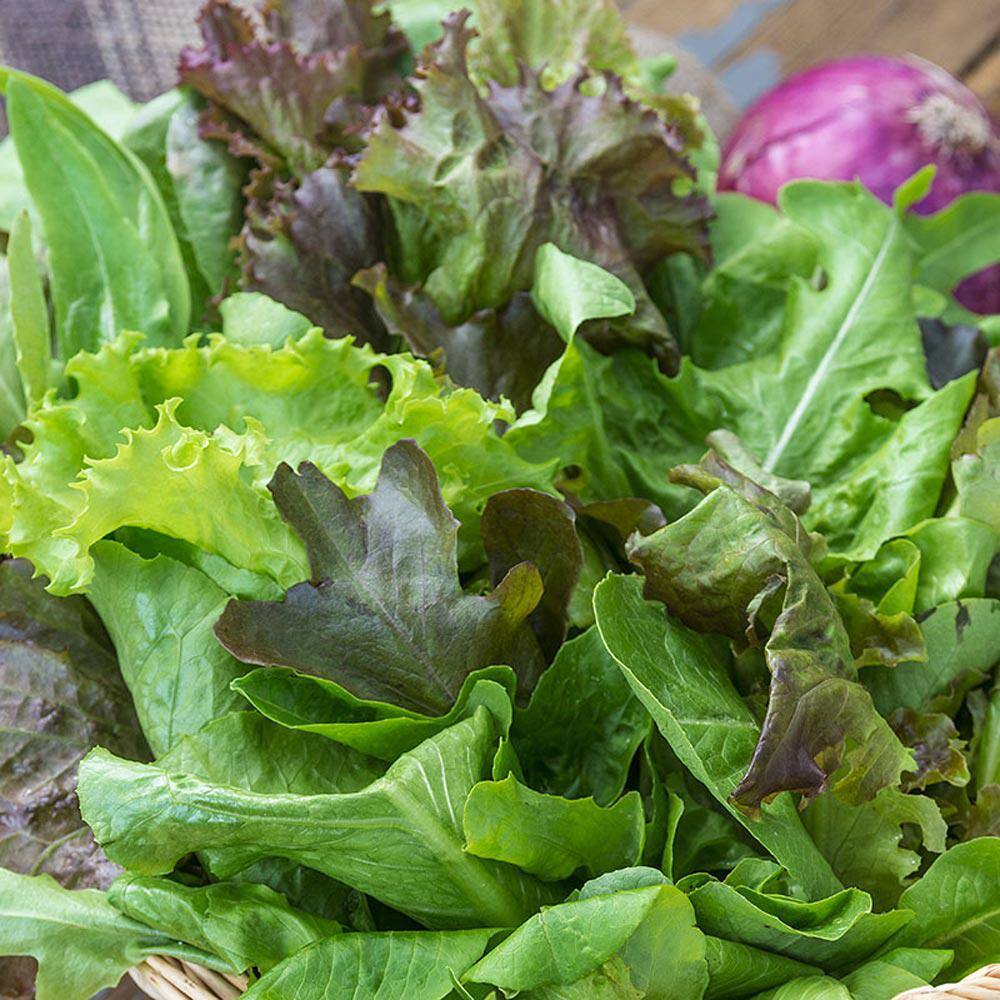 Gurney's 0.50 oz. Lettuce Premium Blend (Seed Packet)