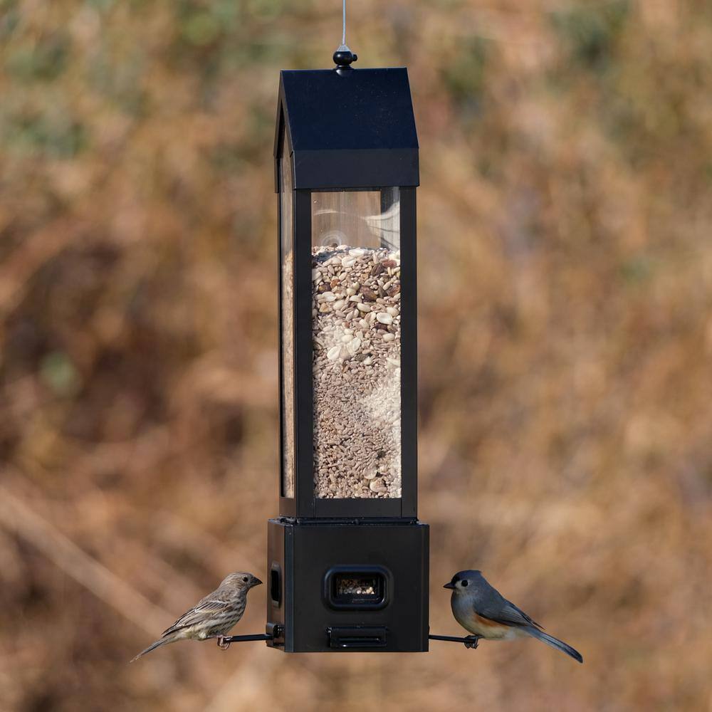 None Choice Metal Lantern Squirrel Proof Bird Feeder