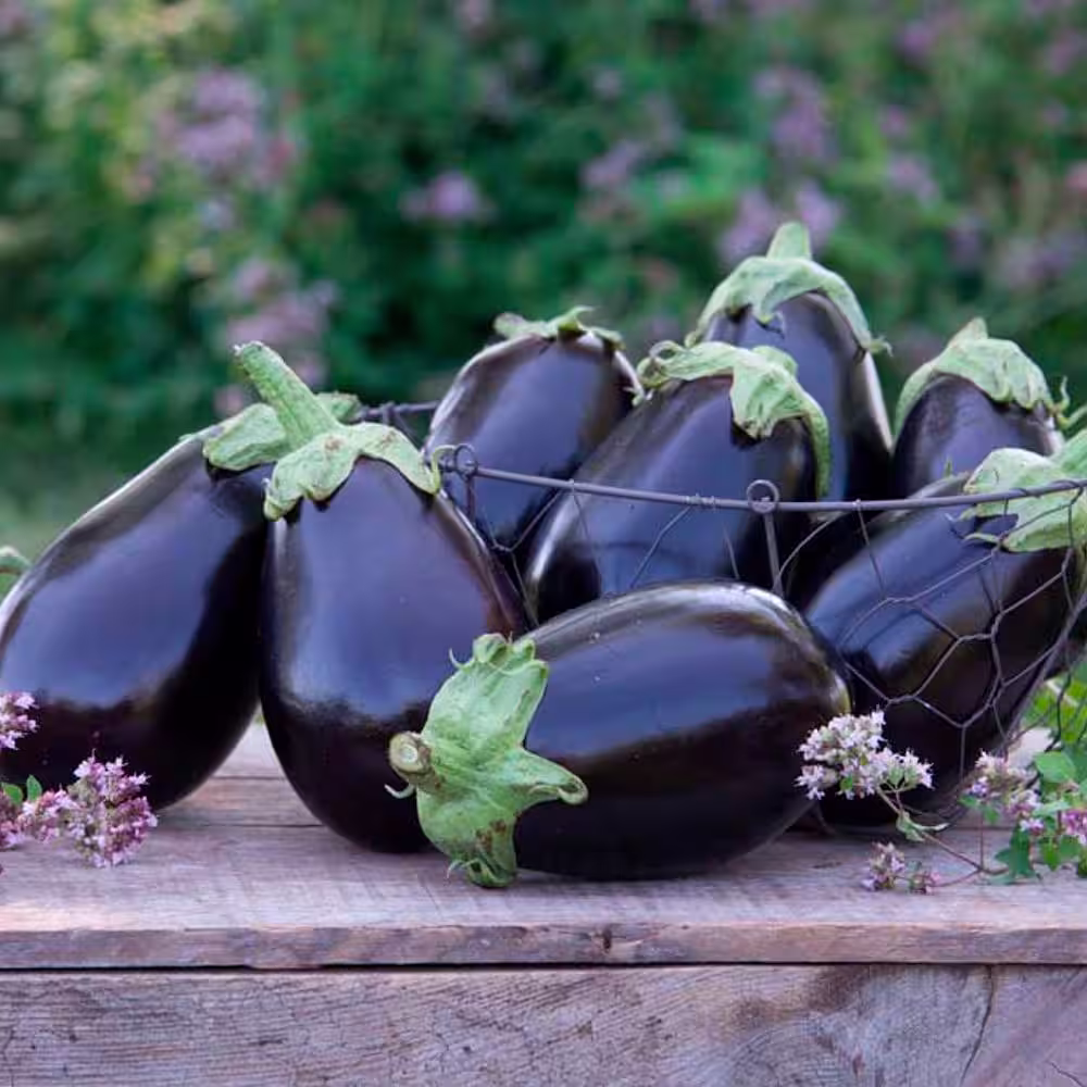 Gurney's Eggplant Midnight Queen Hybrid (30 Seed Packet)