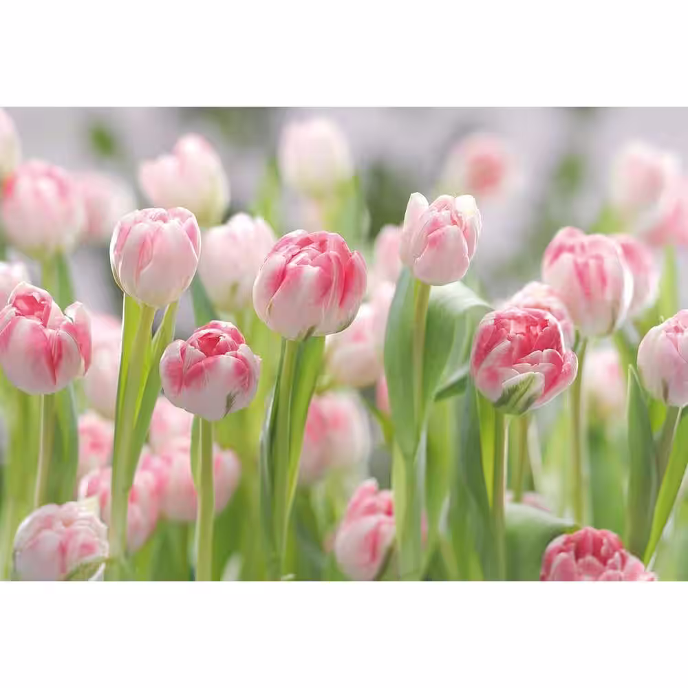 Komar 100 in. x 145 in. Secret Garden Wall Mural