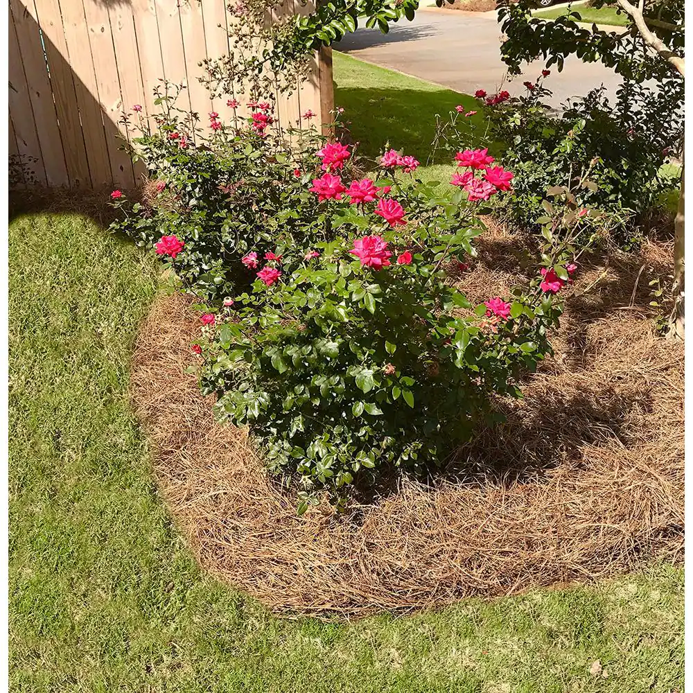 USA PINESTRAW Box of 300 Sq.ft. Long Needle Pine Straw Mulch
