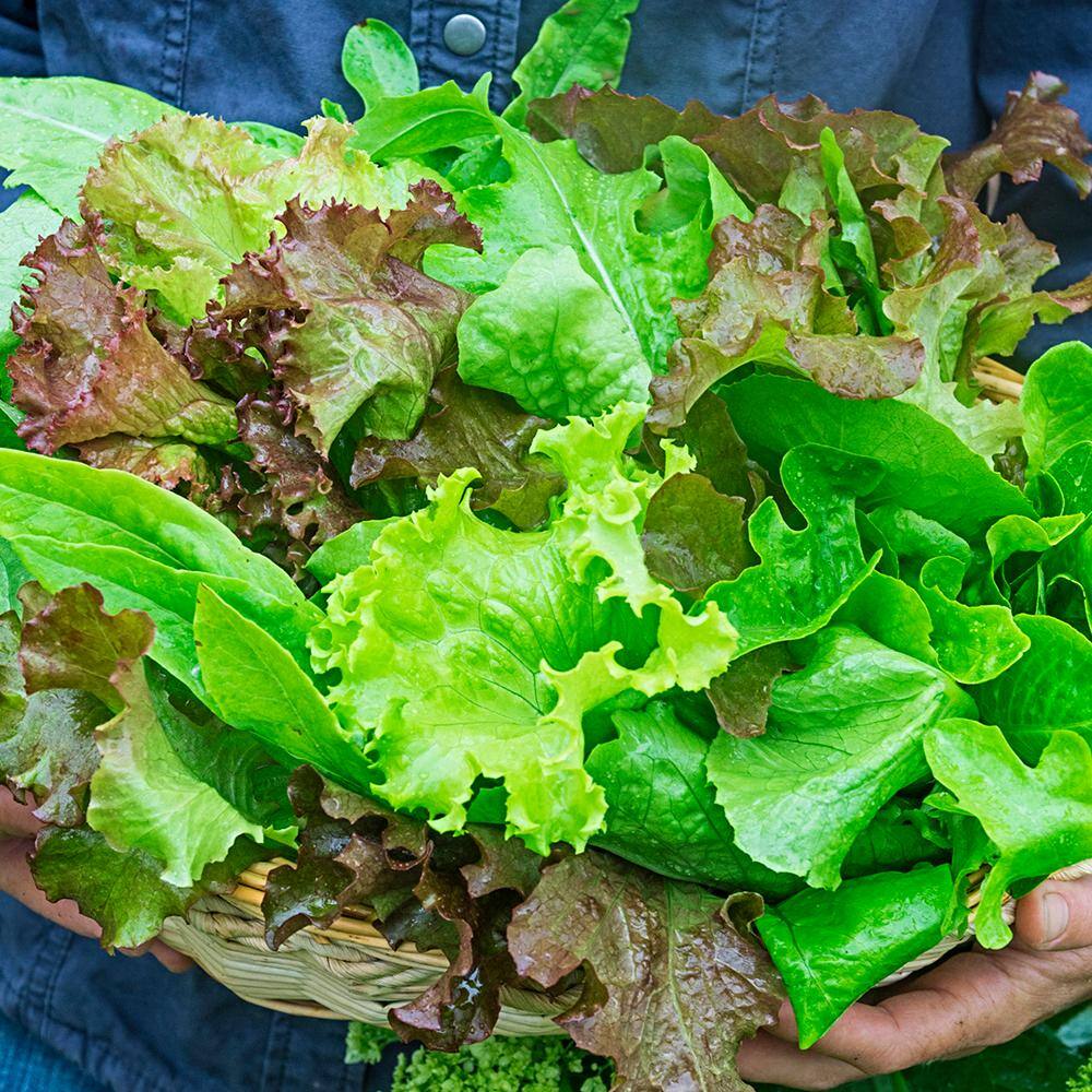 Gurney's Lettuce Premium Blend (1,000 Seed Packet)