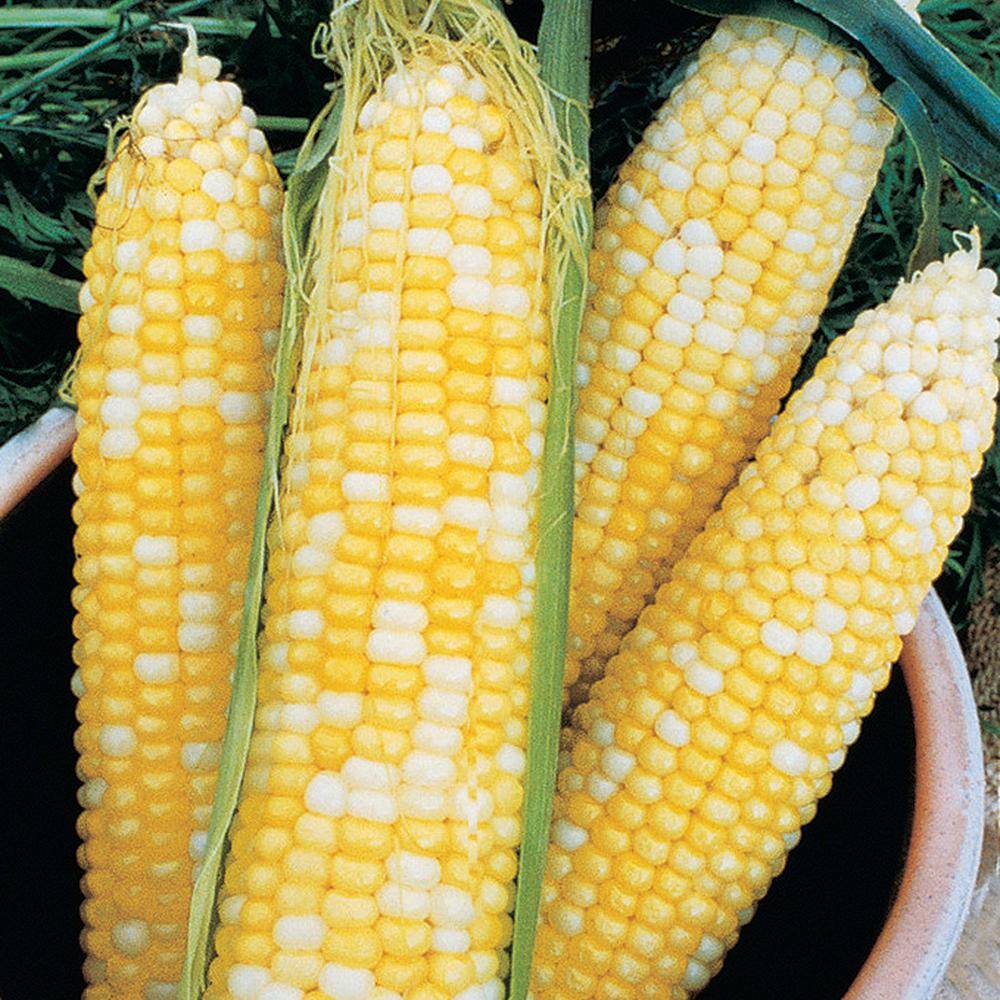 Gurney's 0.50 lb. Sweet Corn Honey and Cream Hybrid (Seed Packet)