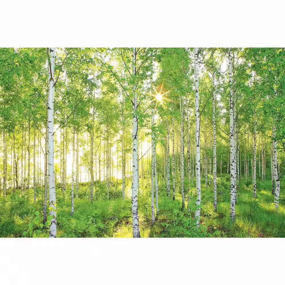 National Geographic Sunday Wall Mural