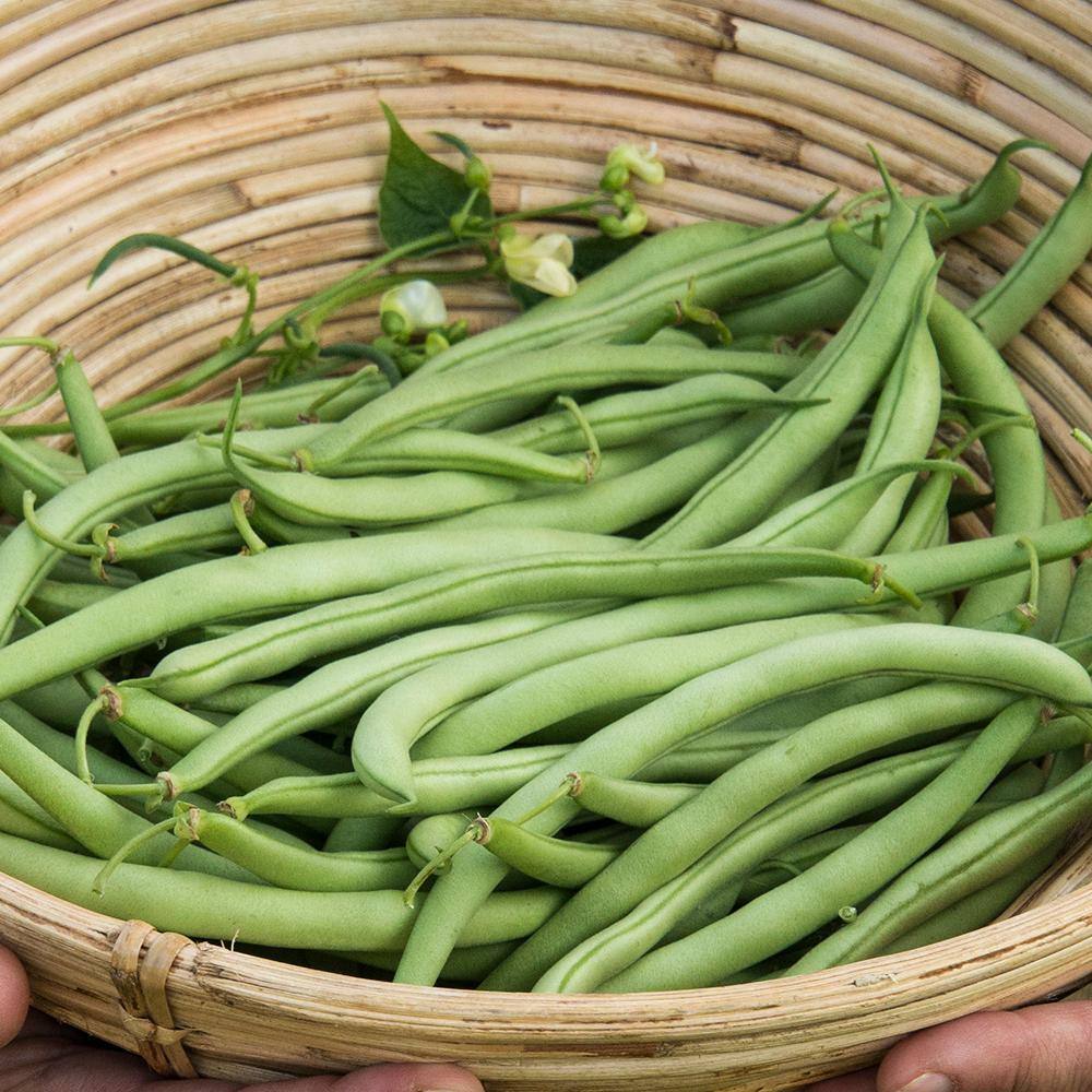 Gurney's 0.5 lb. Bush Bean Early Contender (Seed Packet)