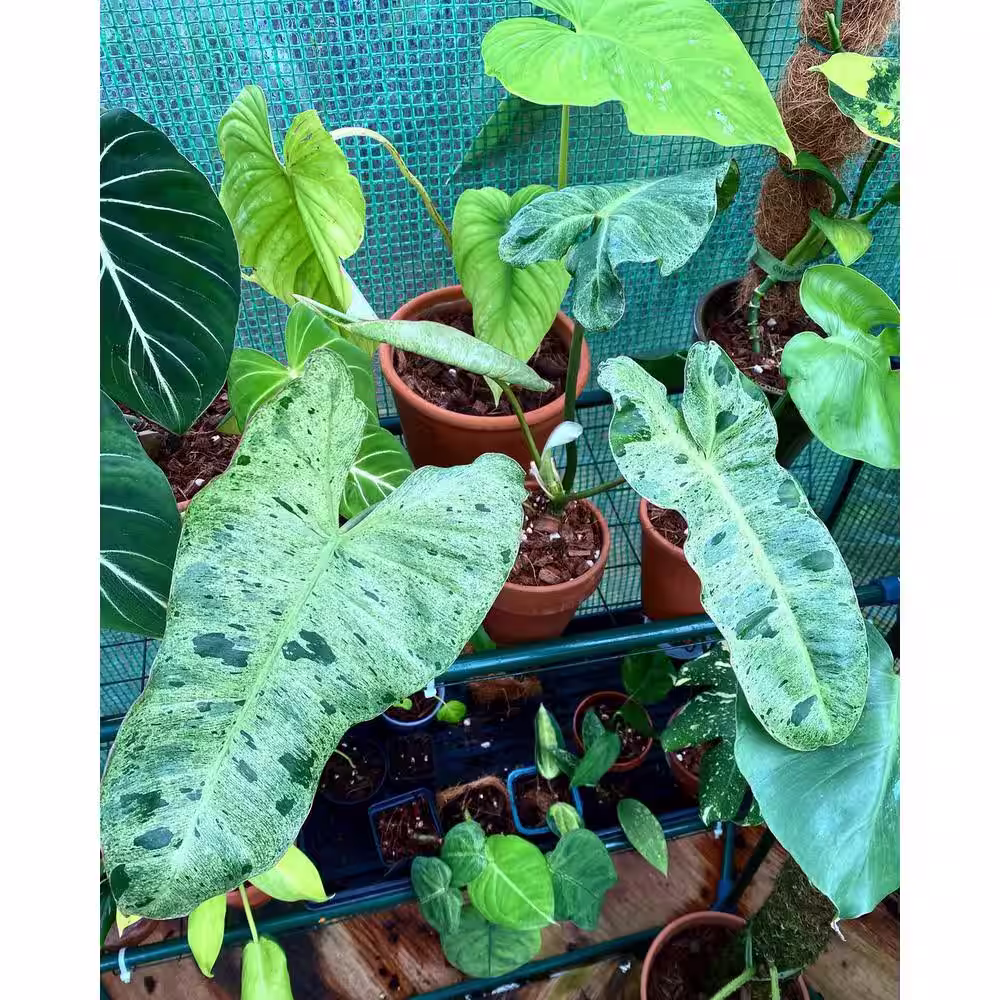 None 4.8 qt. Organic Soilless Indoor Plant Potting Mix Coconut Chips, Coco Coir, Perlite Soaked with Plant Food .10 .15 .12