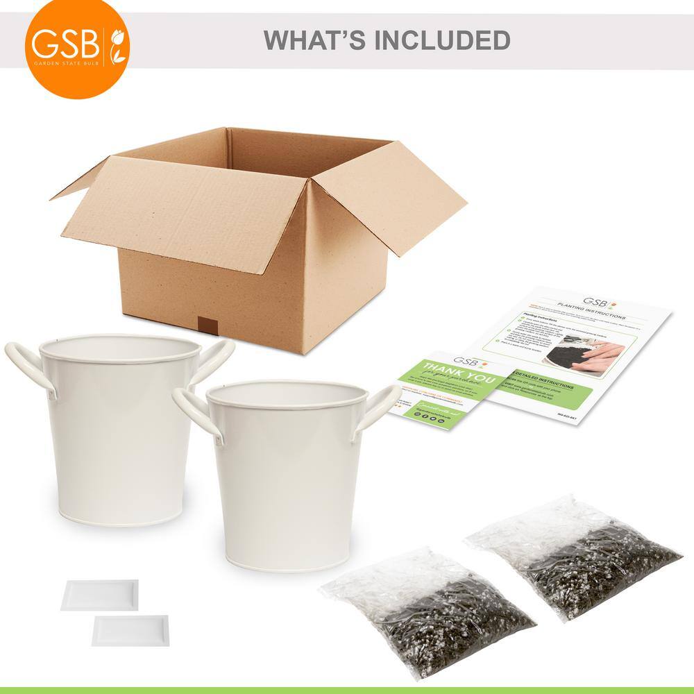 Garden State Bulb Herb Garden Kit with White Metal Planter (Basil and Mint) (2-Pack)