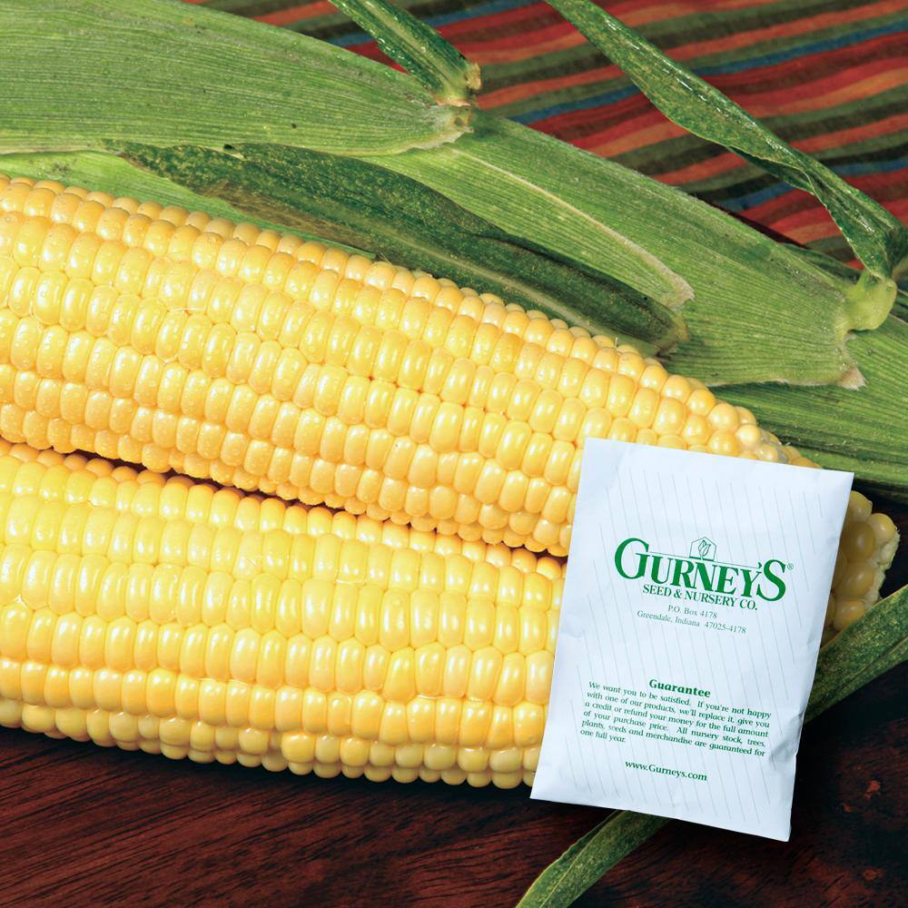Gurney's 0.50 lb. Sweet Corn Bodacious R/M Hybrid (Seed Packet)