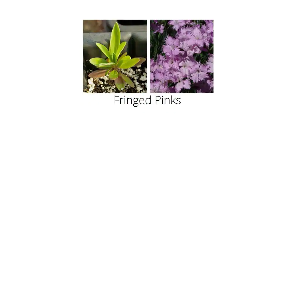 None 2 lbs. Perennial All-In-One Wild Flower Mix with Seed, Plant Food and Soil Conditioners