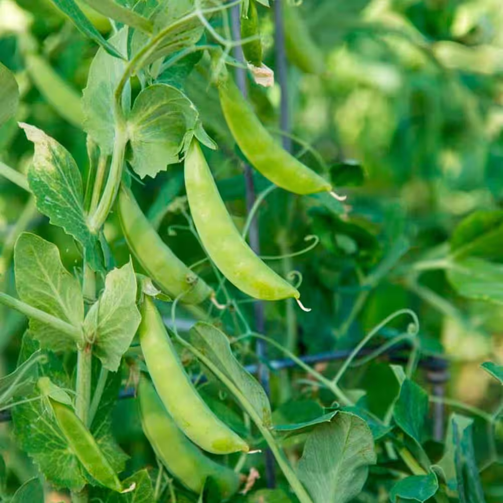 Gurney's 0.50 lb. Snap Pea Sugar Ann (Seed Packet)