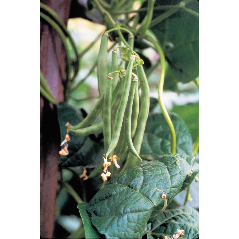 Gurney's 0.5 lb. Bush Bean Blue Lake 274 (Seed Packet)